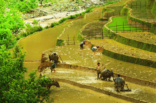 Rice planting season in highland terraced fields